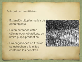 Prolongaciones odontoblásticas
Extensión citoplasmática de
odontoblasto
Pulpa periférica están
células odontoblásticas, en
límite pulpa-predentina
Prolongaciones en túbulos,
se estrechan a la mitad
conforme los penetran
 