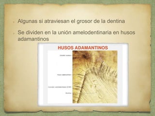 Algunas si atraviesan el grosor de la dentina
Se dividen en la unión amelodentinaria en husos
adamantinos
 