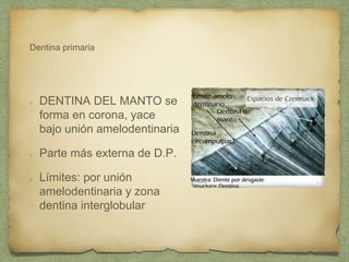 Dentina primaria
DENTINA DEL MANTO se
forma en corona, yace
bajo unión amelodentinaria
Parte más externa de D.P.
Límites: por unión
amelodentinaria y zona
dentina interglobular
 