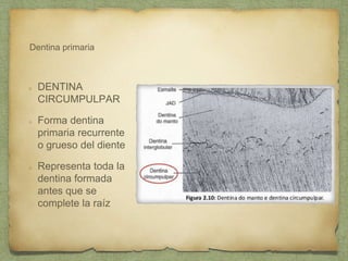 Dentina primaria
DENTINA
CIRCUMPULPAR
Forma dentina
primaria recurrente
o grueso del diente
Representa toda la
dentina formada
antes que se
complete la raíz
 