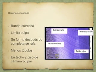 Dentina secundaria
Banda estrecha
Limita pulpa
Se forma después de
completarse raíz
Menos túbulos
En techo y piso de
cámara pulpar
 