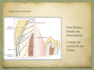 Líneas de incremento
Von Ebner,
líneas de
imbricación
Líneas de
contorno de
Owen
 