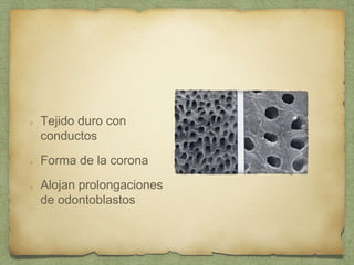 Tejido duro con
conductos
Forma de la corona
Alojan prolongaciones
de odontoblastos
 