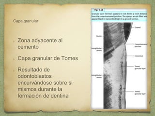 Capa granular
Zona adyacente al
cemento
Capa granular de Tomes
Resultado de
odontoblastos
encurvándose sobre si
mismos durante la
formación de dentina
 