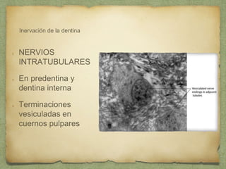 Inervación de la dentina
NERVIOS
INTRATUBULARES
En predentina y
dentina interna
Terminaciones
vesiculadas en
cuernos pulpares
 