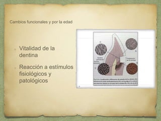 Cambios funcionales y por la edad
Vitalidad de la
dentina
Reacción a estímulos
fisiológicos y
patológicos
 