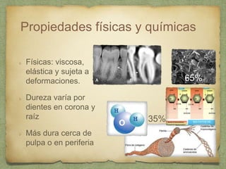 Propiedades físicas y químicas
Físicas: viscosa,
elástica y sujeta a
deformaciones.
Dureza varía por
dientes en corona y
raíz
Más dura cerca de
pulpa o en periferia
35%
65%
 