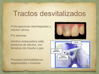 Tractos desvitalizados
Prolongaciones desintegradas y
túbulos vacíos.
Por lesiones
Dentina restauradora sella
extremos de túbulos, son
llenados con líquido o gas
Procesos odontoblásticos
degenerados o muertos
 