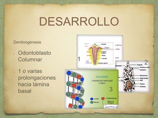 DESARROLLO
Dentinogénesis
Odontoblasto
Columnar
1 o varias
prolongaciones
hacia lámina
basal
1
2
3
 