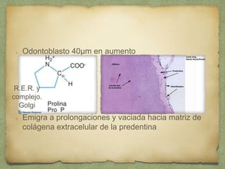 Odontoblasto 40µm en aumento
Emigra a prolongaciones y vaciada hacia matriz de
colágena extracelular de la predentina
R.E.R. y
complejo.
Golgi
 