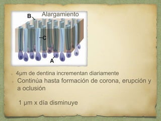 4µm de dentina incrementan diariamente
Alargamiento
Continúa hasta formación de corona, erupción y
a oclusión
1 µm x día disminuye
 