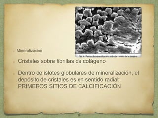 Mineralización
Cristales sobre fibrillas de colágeno
Dentro de islotes globulares de mineralización, el
depósito de cristales es en sentido radial:
PRIMEROS SITIOS DE CALCIFICACIÓN
38
 