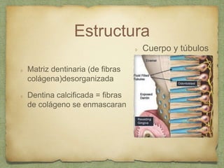 Estructura
Matriz dentinaria (de fibras
colágena)desorganizada
Dentina calcificada = fibras
de colágeno se enmascaran
Cuerpo y túbulos
 