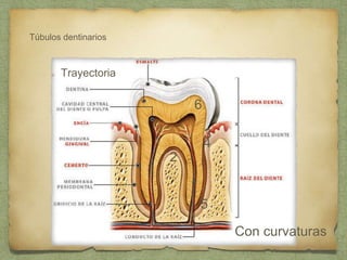 Túbulos dentinarios
Trayectoria
1
2
3
4
5
6
Con curvaturas
 