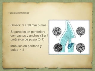 Túbulos dentinarios
Grosor: 3 a 10 mm o más
Separados en periferia y
compactos y anchos (3 a 4
µm)cerca de pulpa (5:1)
#túbulos en periferia y
pulpa 4:1
 