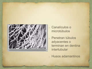 Canalículos o
microtúbulos
Penetran túbulos
adyacentes o
terminan en dentina
intertubular
Husos adamantinos
 