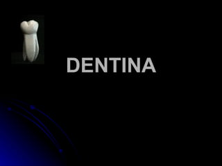 DENTINA
 