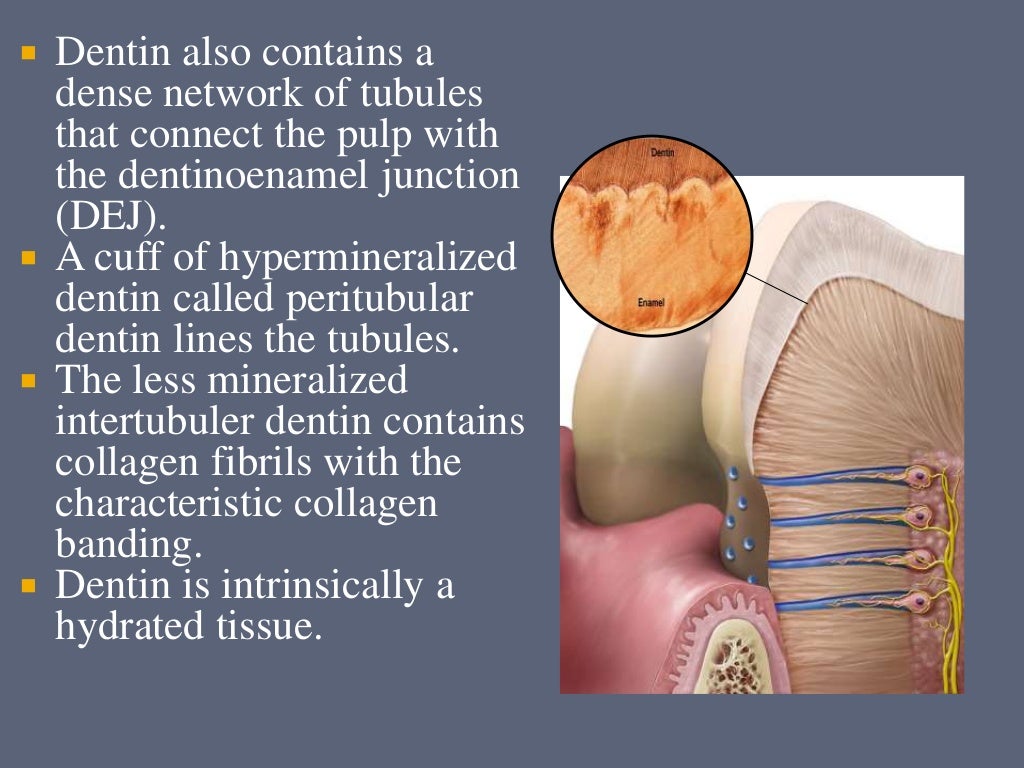 Dentin bonding agents