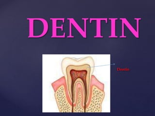 DENTIN 
Dentin 
 