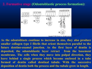 2. Formative stage (Odontoblastic process formation):
As the odontoblasts continue to increase in size, they also produce
smaller collagen type I fibrils that orient themselves parallel to the
future dentino-enamel junction. As the first layer of dentin is
deposited, the odontoblastic layer retract from the basement
membrane. The cells when they move into pulpal direction, they
leave behind a single process which become enclosed in a tube
formed of dentin called dentinal tubule. With the successive
deposition of dentin both the process and the tubule grow in length.
 