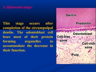 3. Quiescent stage:
This stage occurs after
completion of the circumpulpal
dentin. The odontoblast cell
loses most of their protein
forming organelles to
accommodate the decrease in
their function.
 