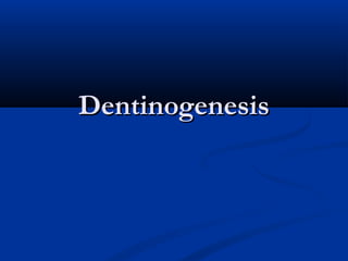 DentinogenesisDentinogenesis
 
