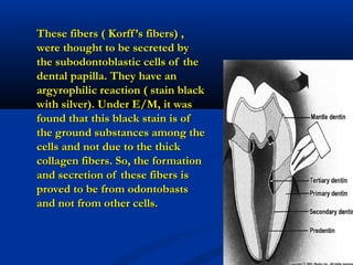 These fibers ( Korff’s fibers) ,These fibers ( Korff’s fibers) ,
were thought to be secreted bywere thought to be secreted by
the subodontoblastic cells of thethe subodontoblastic cells of the
dental papilla. They have andental papilla. They have an
argyrophilic reaction ( stain blackargyrophilic reaction ( stain black
with silver). Under E/M, it waswith silver). Under E/M, it was
found that this black stain is offound that this black stain is of
the ground substances among thethe ground substances among the
cells and not due to the thickcells and not due to the thick
collagen fibers. So, the formationcollagen fibers. So, the formation
and secretion of these fibers isand secretion of these fibers is
proved to be from odontobastsproved to be from odontobasts
and not from other cells.and not from other cells.
 