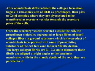 After odontoblasts differentiated, the collagen formation
begins in ribosomes sites of RER as procollagen, then pass
to Golgi complex where they are glycosylated to be
transferred as secretory vesicles towards the secretory
poles of the cells.
Once the secretory vesicles secreted outside the cell, the
procollagen molecules aggregated as large fibers of type I
collagen fibers in ground substance which is the product of
odontoblasts incorporated with some of pre-existing
substance of the cell free zone to form Mantle dentin.
The large collagen fibrils are 0.1-0.2 µm in diameter; these
fibrils are aligned at right angles to the basement
membrane, while in the mantle dentin of the root, they are
parallel to it.
 