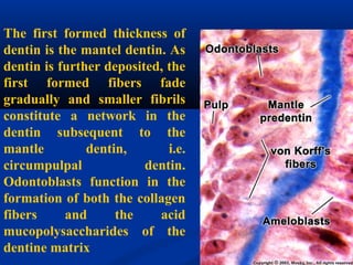 The first formed thickness of
dentin is the mantel dentin. As
dentin is further deposited, the
first formed fibers fade
gradually and smaller fibrils
constitute a network in the
dentin subsequent to the
mantle dentin, i.e.
circumpulpal dentin.
Odontoblasts function in the
formation of both the collagen
fibers and the acid
mucopolysaccharides of the
dentine matrix
 