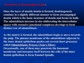 •Formation of circumpulpal dentin:
Once the layer of mantle dentin is formed, dentinogenesis
continue in a slightly different manner to form circumpulpal
dentin which is the basic structure of dentin and forms its bulk.
The odontoblasts increase in size obliterating the intercellular
spaces with extensive junctional complexes develops to form
distinct row of odontoblasts.
As the matrix is formed, the odontoblasts begin to move towards
the pulp. The plasma membrane of the odontoblasts adjacent to
the inner dental epithelium pushes out several short processes
called Odontoblastic Process (Tom’s Fiber).
Occasionally, one of them may penetrate the basement
membrane and interpose itself between the cells of the inner
dental epithelium to form Enamel Spindle.
 