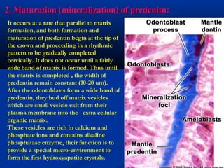 2. Maturation (mineralization) of predenitn:2. Maturation (mineralization) of predenitn:
It occurs at a rate that parallel to matrix
formation, and both formation and
maturation of predentin begin at the tip of
the crown and proceeding in a rhythmic
pattern to be gradually completed
cervically. It does not occur until a fairly
wide band of matrix is formed. Thus until
the matrix is completed , the width of
predentin remain constant (10-20 um).
After the odontoblasts form a wide band of
predentin, they bud off matrix vesicles
which are small vesicle exit from their
plasma membrane into the extra cellular
organic matrix.
These vesicles are rich in calcium and
phosphate ions and contains alkaline
phosphatase enzyme, their function is to
provide a special micro-environment to
form the first hydroxyapatite crystals.
 