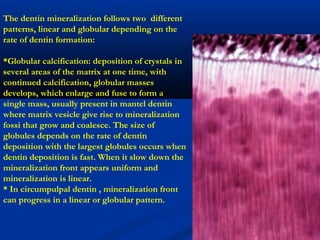 The dentin mineralization follows two different
patterns, linear and globular depending on the
rate of dentin formation:
*Globular calcification: deposition of crystals in
several areas of the matrix at one time, with
continued calcification, globular masses
develops, which enlarge and fuse to form a
single mass, usually present in mantel dentin
where matrix vesicle give rise to mineralization
fossi that grow and coalesce. The size of
globules depends on the rate of dentin
deposition with the largest globules occurs when
dentin deposition is fast. When it slow down the
mineralization front appears uniform and
mineralization is linear.
* In circumpulpal dentin , mineralization front
can progress in a linear or globular pattern.
 
 