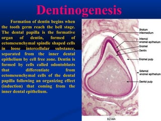 Formation of dentin begins when
the tooth germ reach the bell stage.
The dental papilla is the formative
organ of dentin, formed of
ectomesenchymal spindle shaped cells
in loose intercellular substance,
separated from the inner dental
epithelium by cell free zone. Dentin is
formed by cells called odontoblasts
that differentiate from
ectomesenchymal cells of the dental
papilla following an organizing effect
(induction) that coming from the
inner dental epithelium.
Dentinogenesis
 