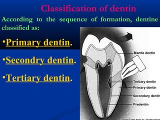 Classification of dentin
According to the sequence of formation, dentine
classified as:
•Primary dentin.
•Secondry dentin.
•Tertiary dentin.
 