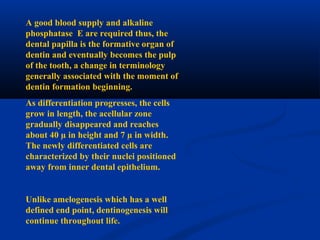 A good blood supply and alkaline
phosphatase E are required thus, the
dental papilla is the formative organ of
dentin and eventually becomes the pulp
of the tooth, a change in terminology
generally associated with the moment of
dentin formation beginning.
As differentiation progresses, the cells
grow in length, the acellular zone
gradually disappeared and reaches
about 40 µ in height and 7 µ in width.
The newly differentiated cells are
characterized by their nuclei positioned
away from inner dental epithelium.
Unlike amelogenesis which has a well
defined end point, dentinogenesis will
continue throughout life.
 