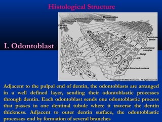 Histological Structure
Adjacent to the pulpal end of dentin, the odontoblasts are arranged
in a well defined layer, sending their odontoblastic processes
through dentin. Each odontoblast sends one odontoblastic process
that passes in one dentinal tubule where it traverse the dentin
thickness. Adjacent to outer dentin surface, the odontoblastic
processes end by formation of several branches
I. Odontoblast
 
