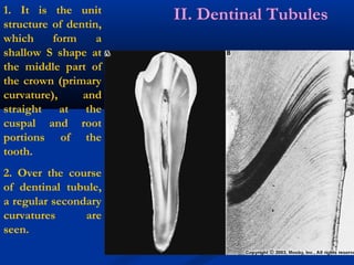1. It is the unit
structure of dentin,
which form a
shallow S shape at
the middle part of
the crown (primary
curvature), and
straight at the
cuspal and root
portions of the
tooth.
2. Over the course
of dentinal tubule,
a regular secondary
curvatures are
seen.
II. Dentinal Tubules
 