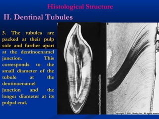 Histological Structure
3. The tubules are
packed at their pulp
side and further apart
at the dentinoenamel
junction. This
corresponds to the
small diameter of the
tubule at the
dentinoenamel
junction and the
longer diameter at its
pulpal end.
II. Dentinal Tubules
 