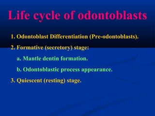 1. Odontoblast Differentiation (Pre-odontoblasts).
2. Formative (secretory) stage:
a. Mantle dentin formation.
b. Odontoblastic process appearance.
3. Quiescent (resting) stage.
Life cycle of odontoblasts
 