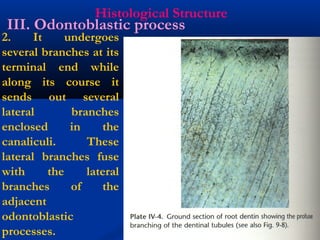 Histological Structure
2. It undergoes
several branches at its
terminal end while
along its course it
sends out several
lateral branches
enclosed in the
canaliculi. These
lateral branches fuse
with the lateral
branches of the
adjacent
odontoblastic
processes.
III. Odontoblastic process
 