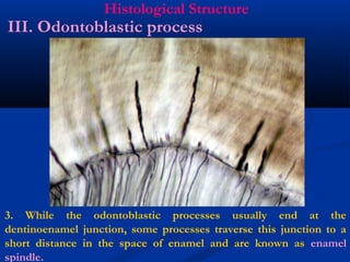 Histological Structure
3. While the odontoblastic processes usually end at the
dentinoenamel junction, some processes traverse this junction to a
short distance in the space of enamel and are known as enamel
spindle.
III. Odontoblastic process
 