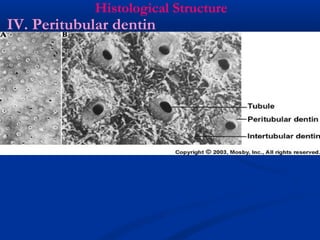 Histological Structure
IV. Peritubular dentin
 