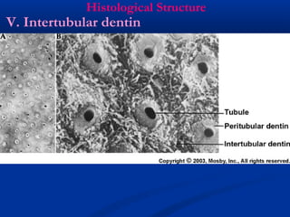 Histological Structure
V. Intertubular dentin
 