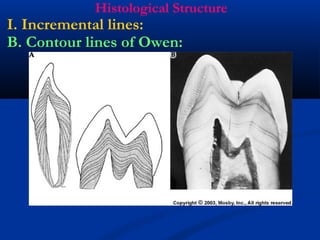 Histological Structure
I. Incremental lines:
B. Contour lines of Owen:
 