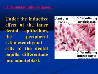 1. Odontoblast differentiation:
Under the inductive
effect of the inner
dental epithelium,
the peripheral
ectomesenchymal
cells of the dental
papilla differentiate
into odontoblast.
 