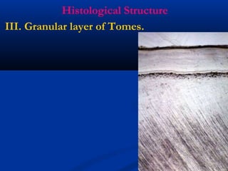 Histological Structure
III. Granular layer of Tomes.
 