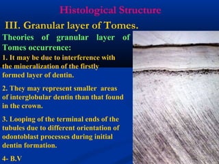 Histological Structure
Theories of granular layer of
Tomes occurrence:
III. Granular layer of Tomes.
1. It may be due to interference with
the mineralization of the firstly
formed layer of dentin.
2. They may represent smaller areas
of interglobular dentin than that found
in the crown.
3. Looping of the terminal ends of the
tubules due to different orientation of
odontoblast processes during initial
dentin formation.
4- B.V
 