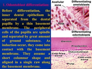 1. Odontoblast differentiation:
Before differentiation, the
inner dental epithelium is
separated from the dental
papilla by a thin basement
membrane. The peripheral
cells of the papilla are spindle
and separated by great amount
of ground substance. As
induction occur, they come into
contact with the basement
membrane. They assume a
short columnar shape and
aligned in a single raw along
the basement membrane.
 
