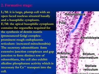 2. Formative stage:
L/M: it is large, plump cell with an
open faced nucleus situated basally
and a basophilic cytoplasm.
E/M: the apical basophilic cytoplasm
contains the organelles required for
the synthesis of dentin matrix
(pronounced Golgi complex-
prominent rough endoplasmic
reticulum- increased mitochondria)
The secretory odontoblasts form
extensive junction complexes and gap
junction to form distinct row of
odontoblasts, the cell also exhibit
alkaline phosphatase activity which is
necessary for Ca++
transport into the
cell.
 