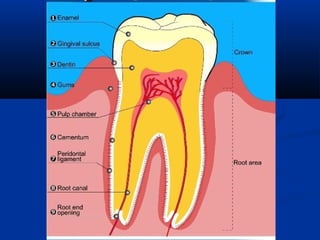 Dentine | PPT